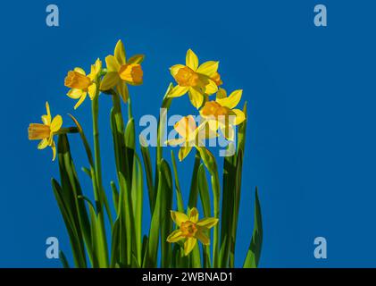 Yellow mini daffodils isolated on blue background with copy space. Spring concept. Blue and yellow concept. Stock Photo