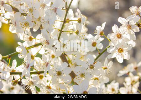 Cherry flowers on branch in sunny day. Sun rays illuminate fresh cherry flowers. Cherry blossoms. Cherry blossoms on a cherry branch. Spring, flowerin Stock Photo