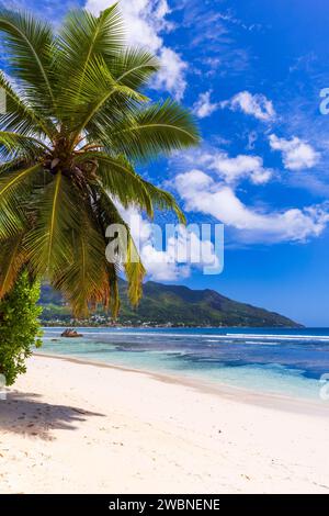Coastal landscape with palm tree and white sand under cloudy sky on a sunny day. Vertical photo taken at Beau Vallon beach, Seychelles Stock Photo
