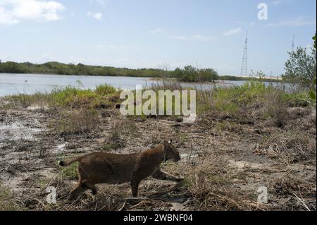 CAPE CANAVERAL, Fla. – A bobcat walks near a waterway at NASA's Kennedy Space Center in Florida. Kennedy Space Center shares a boundary with the Merritt Island National Wildlife Refuge. The Refuge encompasses 92,000 acres that are a habitat for more than 331 species of birds, 31 mammals, 117 fishes, and 65 amphibians and reptiles. The marshes and open water of the refuge provide wintering areas for 23 species of migratory waterfowl, as well as a year-round home for great blue herons, great egrets, wood storks, cormorants, brown pelicans and other species of marsh and shore birds, as well as a Stock Photo