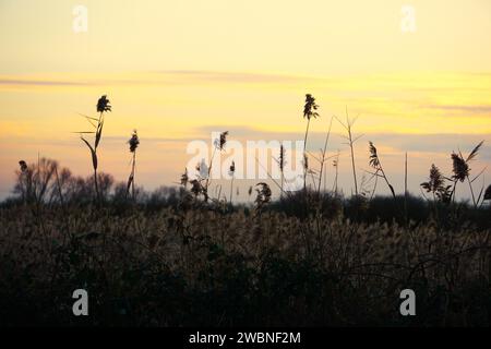 Silhouetted tall grasses stand gracefully against the stunning backdrop of a setting sun Stock Photo