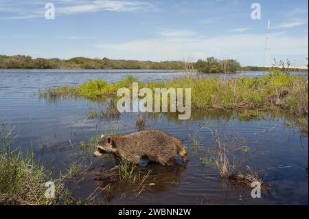 CAPE CANAVERAL, Fla. – A raccoon wades in one of the waterways at NASA's Kennedy Space Center in Florida. Kennedy Space Center shares a boundary with the Merritt Island National Wildlife Refuge. The Refuge encompasses 92,000 acres that are a habitat for more than 331 species of birds, 31 mammals, 117 fishes, and 65 amphibians and reptiles. The marshes and open water of the refuge provide wintering areas for 23 species of migratory waterfowl, as well as a year-round home for great blue herons, great egrets, wood storks, cormorants, brown pelicans and other species of marsh and shore birds, as w Stock Photo