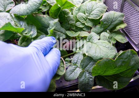 Radish plants growing inside the International Space Station's Advanced ...