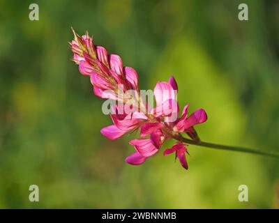 bright stripy pink flowers of Onobrychis viciifolia, aka O. sativa or common sainfoin growing in wildflower meadow in Italian Alps, Italy, Europe Stock Photo