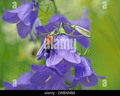 Beetle with golden brown elytra on bright blue flowers of Harebell (Campanula rotundifolia) in meadow in Italian Alps, Italy, Europe Stock Photo