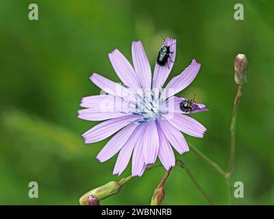 2 glossy black beetles on mauve blue flower of common blue-sow-thistle (Cicerbita macrophylla aka Lactuca macrophylla) inItalian Alps, Italy, Europe Stock Photo