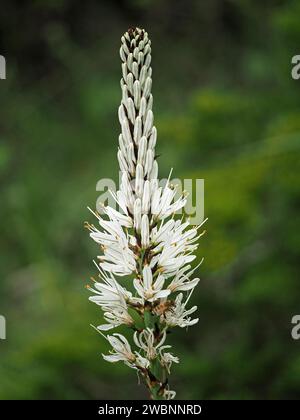 star-shaped veined flowers on flowerspike of White asphodel or White -flowered Asphodel (Asphodelus albus) growing wild in Italian Alps, Italy, Europe Stock Photo
