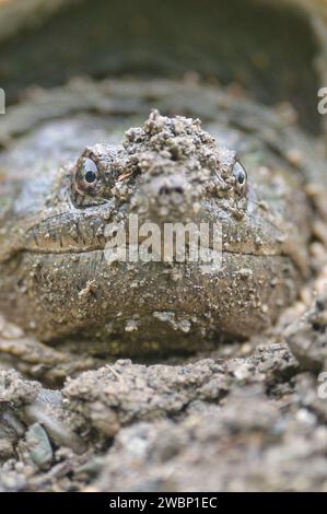 Portrait of a Snapping Turtle in the sud Stock Photo