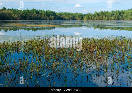 Breakheart Pond, Arcadia Management Area, Rhode Island Stock Photo