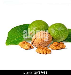 Green and ripe walnuts against a white background Stock Photo