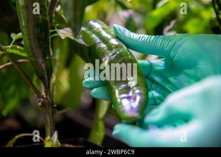Researchers at NASA’s Kennedy Space Center in Florida grew green peppers inside the Space Station Processing Facility on Jan. 15, 2020, preparing them for space cultivation to provide fresh produce for astronauts on missions beyond low-Earth orbit. Stock Photo