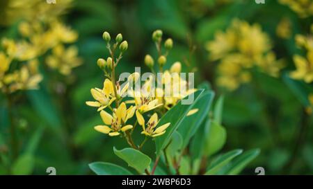 Galphimia glauca (Also called hujan mas, noche buena, Gold shower thryallis, Noche buena, Rain of gold) flower Stock Photo