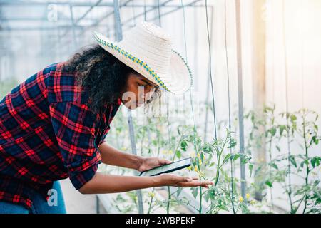 A confident woman farmer in a black shirt checks tomato leaves using her phone in a greenhouse Stock Photo