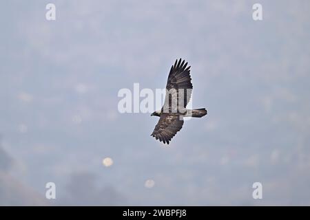 Golden Eagle Flying over Sierra Vista Open Space Reserve, San Jose Stock Photo