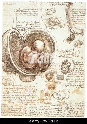 LEONARDO DA VINCI.THE FOETUS IN THE WOMB.1510-1512.PEN AND INK WITH WASH OVER BLACK CHALK AND RED CHALK.305 MM X 220 MM Stock Photo
