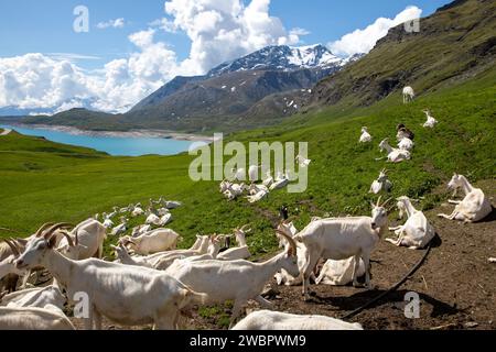 Herd of white goats grazing on green hills pyrenees french mountains near lake blue Stock Photo