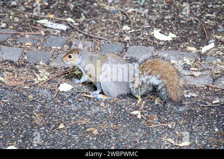 squirrel in the street urban park at the foot of a tree Stock Photo
