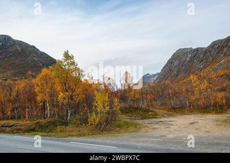 sich krümmende Birken in den Bergen von Kvaløya, Norwegen. gelb und orange gefärbte Bäume im Herbst in einem Hochtal, rote gelbe und grüne Pflanzen Stock Photo