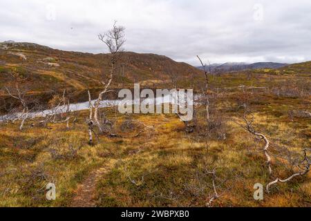 sich krümmende Birken in den Bergen von Kvaløya, Norwegen. gelb und orange gefärbte Bäume im Herbst in einem Hochtal, rote gelbe und grüne Pflanzen Stock Photo