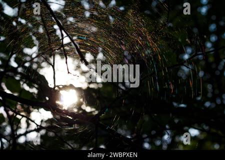 A round rainbow web on the branches of a tree illuminated by the sun and playing with many colors Stock Photo