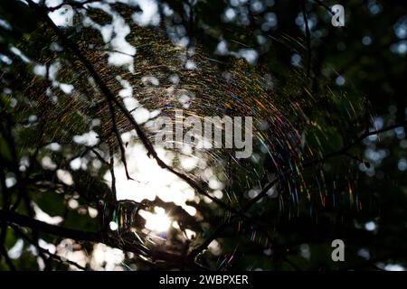 A round rainbow web on the branches of a tree illuminated by the sun and playing with many colors Stock Photo