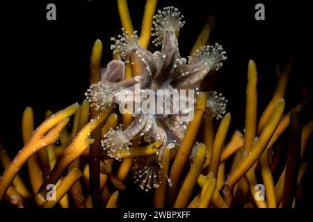 Stalked jellyfish haliclystus Stock Photo