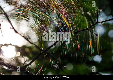 A large rainbow web on the branches of a tree, playing with many colors due to the refraction of light. Colorful forest abstract background Stock Photo
