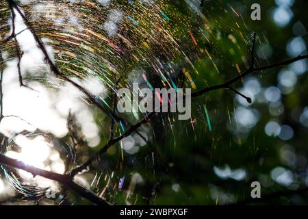 A large rainbow web on the branches of a tree, playing with many colors due to the refraction of light. Colorful forest abstract background Stock Photo