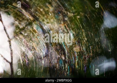 A large rainbow web on the branches of a tree, playing with many colors due to the refraction of light. Colorful forest abstract background Stock Photo