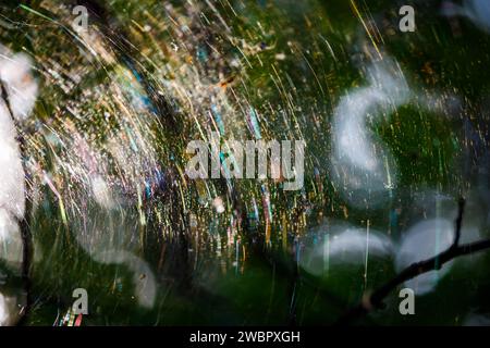 A large rainbow web on the branches of a tree, playing with many colors due to the refraction of light. Colorful forest abstract background Stock Photo