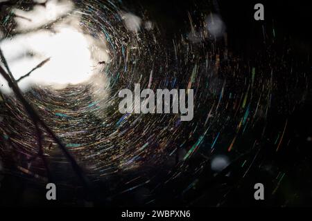 Gloomy view of a round web on tree branches with spiders inside Stock Photo