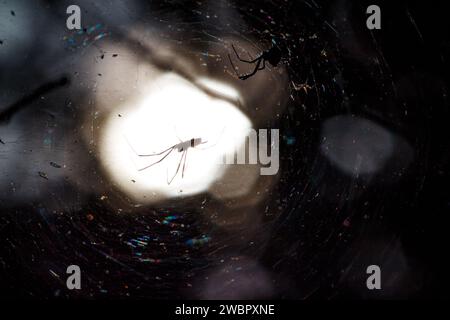 Gloomy view of a round web on tree branches with spiders inside Stock Photo