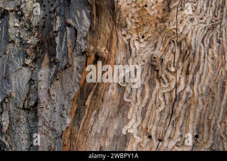 Intricate patterns on weathered wood, traces of bark beetles, closeup shot, background, texture Stock Photo