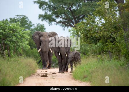 African Elephant (Loxondota africana) cow and calf walking together on a bushveld path followed by a bull who is physically much larger Stock Photo