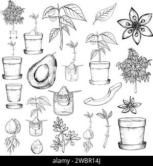 Avocado set. Whole avocado, halves of avocado and leaves. Hand drawn botanical elements . Graphic fruits in vintage style. Vector monochrome linear il Stock Vector