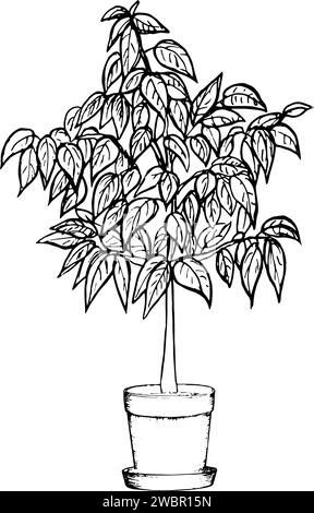 Vector graphic illustration of an avocado tree in a large flower pot,hand drawn avocado tree. Stock Vector