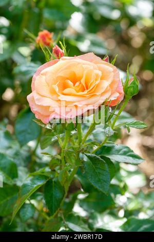 Rosa Jam and Jerusalem, rose Jam and Jerusalem, Floribunda rose, golden orange and salmon bloom Stock Photo