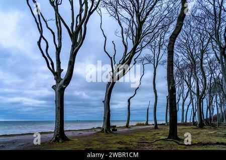 Gespensterwald am Strand vom Ostseebad Nienhagen, Mecklenburg-Vorpommern, Deutschland |   Ghost Wood Gespensterwald at the beach in Nienhagen, Mecklen Stock Photo
