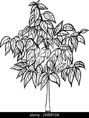 Vector graphic illustration of an avocado tree in a large flower pot,hand drawn avocado tree. Stock Vector