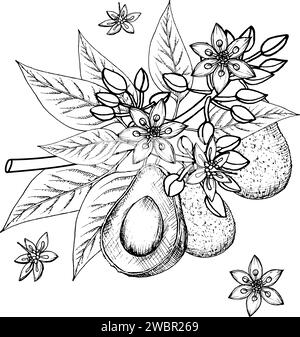 Avocado Flowering Plant vector illustration. Hand drawn drawing on ...