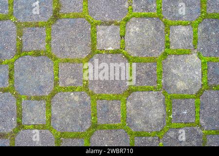 Concrete tile footpath pavement with green moss growing out from the grooves. Top view, abstract pattern, no people. Stock Photo
