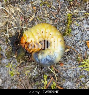 Larva of Common cockchafer (Melolontha melolontha) Stock Photo