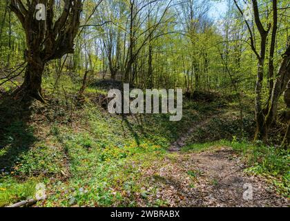 trail path through scenery of carpathian primeval beech woods in spring. travel adventures in natural green environment Stock Photo