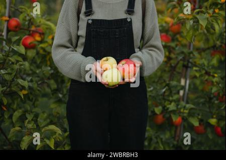 Midsection of woman holding apples while standing in apple orchard Stock Photo