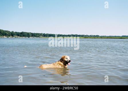 Lowcountry Dogs Enjoying South Carolina Living Stock Photo