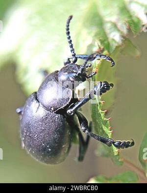 Bloody-Nosed Beetle Stock Photo