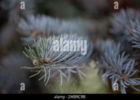 Pine needle branches  in winter Stock Photo