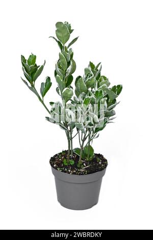 Potted 'Euonymus Japonicus Kathy' spindle tree plant on white background Stock Photo