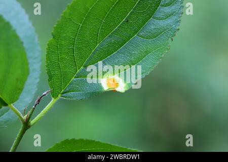 Crown rust of grasses fungi (Puccinia Series coronata). Infect leaf of common buckthorn (Rhamnus cathartica). Stock Photo