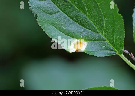 Crown rust of grasses fungi (Puccinia Series coronata). Infect leaf of common buckthorn (Rhamnus cathartica). Stock Photo